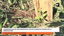 Cubiertas verdes espontáneas una herramienta agroecológica para la protección del suelo que implementan productores yerbateros de Misiones