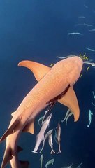 Litter Stuck In Shark's Gills