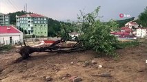 Kastamonu'da şiddetli rüzgar ağacı kökünden çıkarttı
