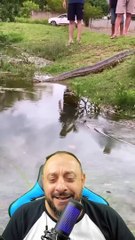 Sucuri gigante passeia de boa em condomínio em Bonito MS