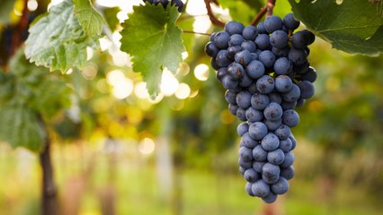 How to Plant and Grow Grapes