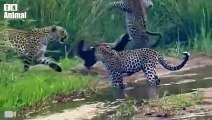30 Moments When A Big Cat Takes Down Its Prey Mercilessly   10 Most Dangerous Wild Cats