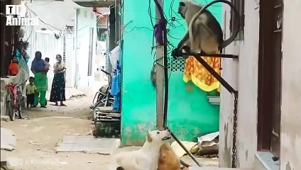 30 Moments The Angry Monkeys Pull Together To Hunt The Dogs To Revenge   Wild Animal Fight