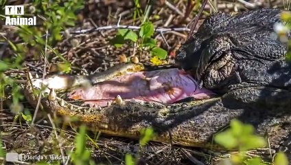 Crocodile and Leopard Was Injured When The Hunt Failed   What Will Happen Next
