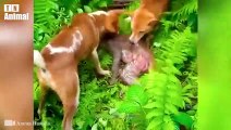 30 Moments Wild Animal Hunting Compilation    Pride of lions hunting   Animal Fight