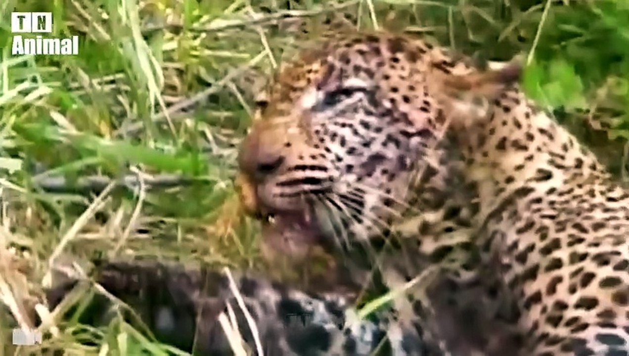 Most Dramatic 100 Moments Wild Animal Hunting Compilation (1 HOUR )   Lion King of Predators