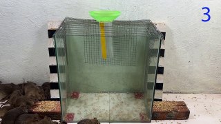 Mouse trap   Great home mouse trap idea   Homemade mouse trap with glass box