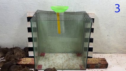 Mouse trap   Great home mouse trap idea   Homemade mouse trap with glass box