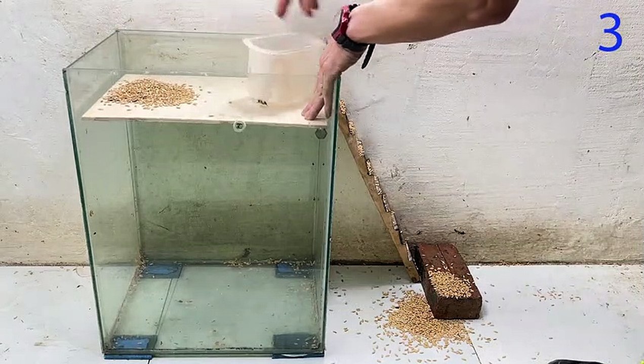 Mouse trap video   rat trap   Homemade mouse trap with glass box at home