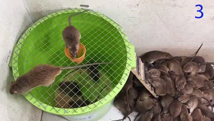 Miice   Mouse trap with large plastic bin   The world's best homemade mousetrap