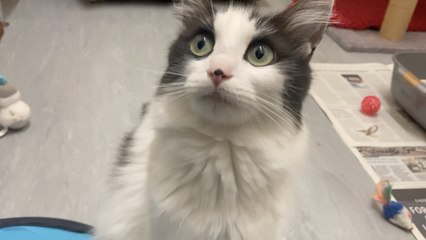 Sheffield Cat Shelter Nearly Doubles Capacity 🐱