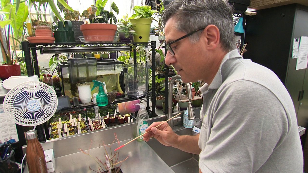 topo plante carnivore
