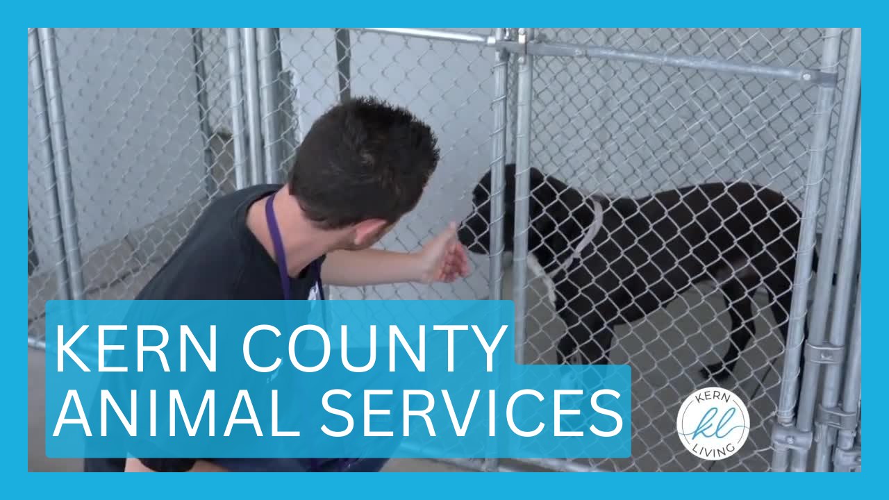 Kern County Animal Services | KERN LIVING - video Dailymotion