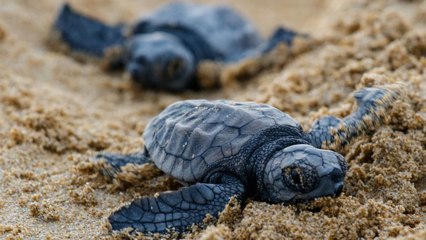 "Fill In Your Holes!" Florida Wildlife Group Urges Awareness After Baby Sea Turtles Found Trapped