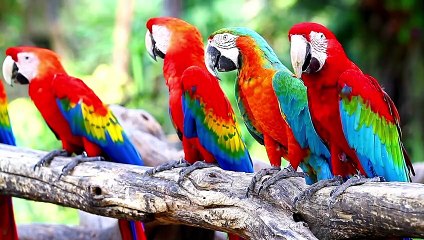 parrot cartoon video funny parrot talking video paroot talking video