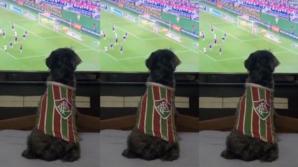 La fiebre del fútbol también aplica para perros