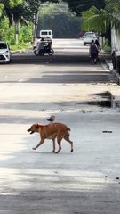 Un oiseau dérange un chien errant