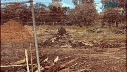Rare Albino Indian Myna Sighted on Mount Panorama 🦜