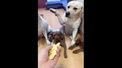 Funny Pets | Amazing Acts of Cute Animals