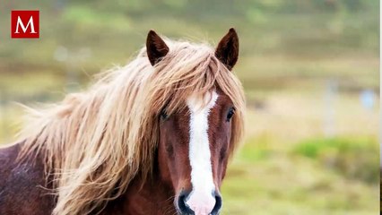 Fatal accidente en Ozumba: Caballo pierde la vida