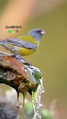 “Wherever there are birds, there is hope.”