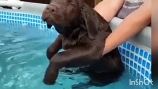 funny videos of cats and dogs fighting how do cats and dogs fight