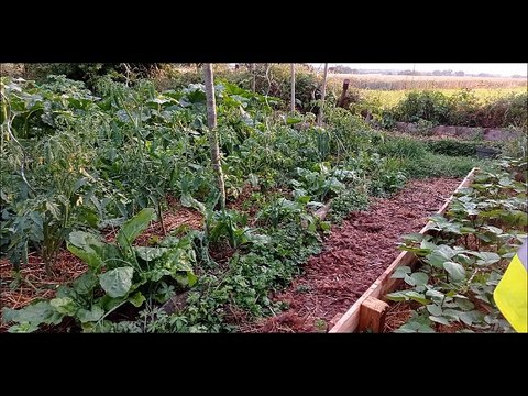 Jardins - Musique : Valse clog (J Guilmette/H Lacroix) - Eric : guitares, mandolines.