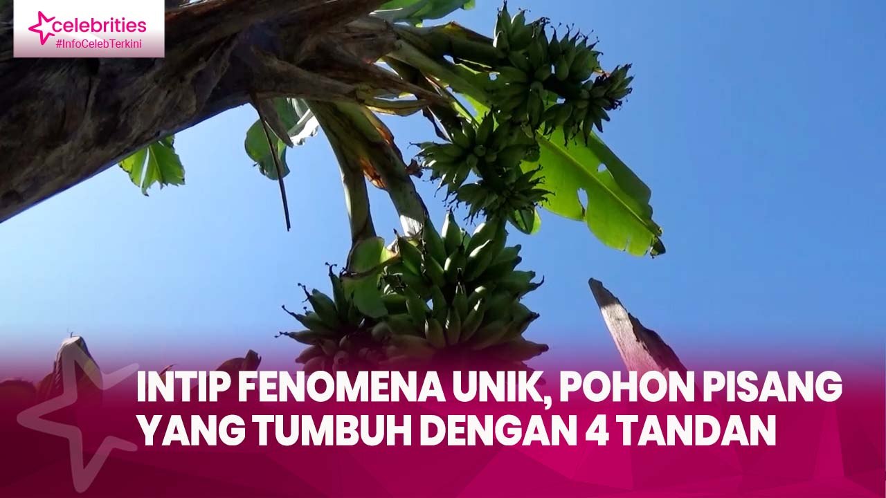 Intip Fenomena Unik, Pohon Pisang yang Tumbuh dengan 4 Tandan