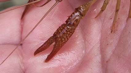 천안 병천천서 생태계 위협 ‘미국가재’ 발견 🦞