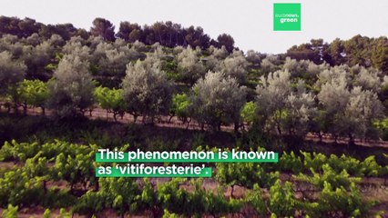 Vitiforestry: How do trees play a role in  protecting vineyards from heatwaves and frosts?