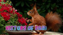 Squirrels:Nature's Little Heroes Across Millennia️