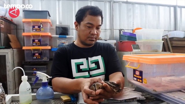 Belajar Cara Ternak Ular Ball Python yang Mengahsilkan Banyak Cuan