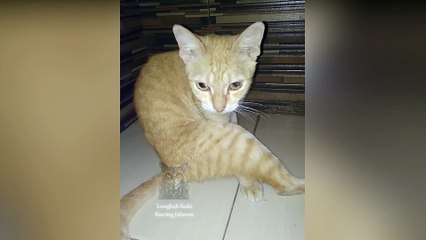 The Real Reason Why Cats Love to Scratch So Much? Shocking Findings!