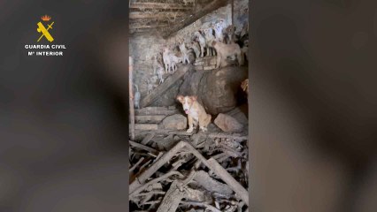 Encuentran 24 perros en pésimas condiciones en Guadalajara