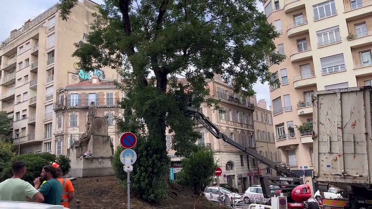 Le sophora japonais de la corderie est en train de se faire abbatre