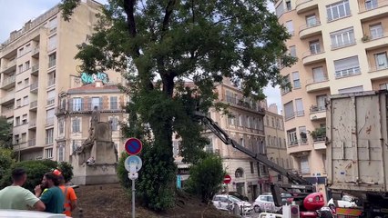 Le sophora japonais de la corderie est en train de se faire abbatre