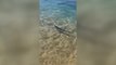 Una cría de tintorera sorprende a los bañistas de una playa de Girona
