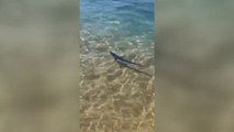 Una cría de tintorera sorprende a los bañistas de una playa de Girona