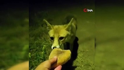 Tilkiyi elleriyle besledi