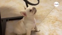 Little Bulldog tries to hunt cat's tail: The result will have you in stitches