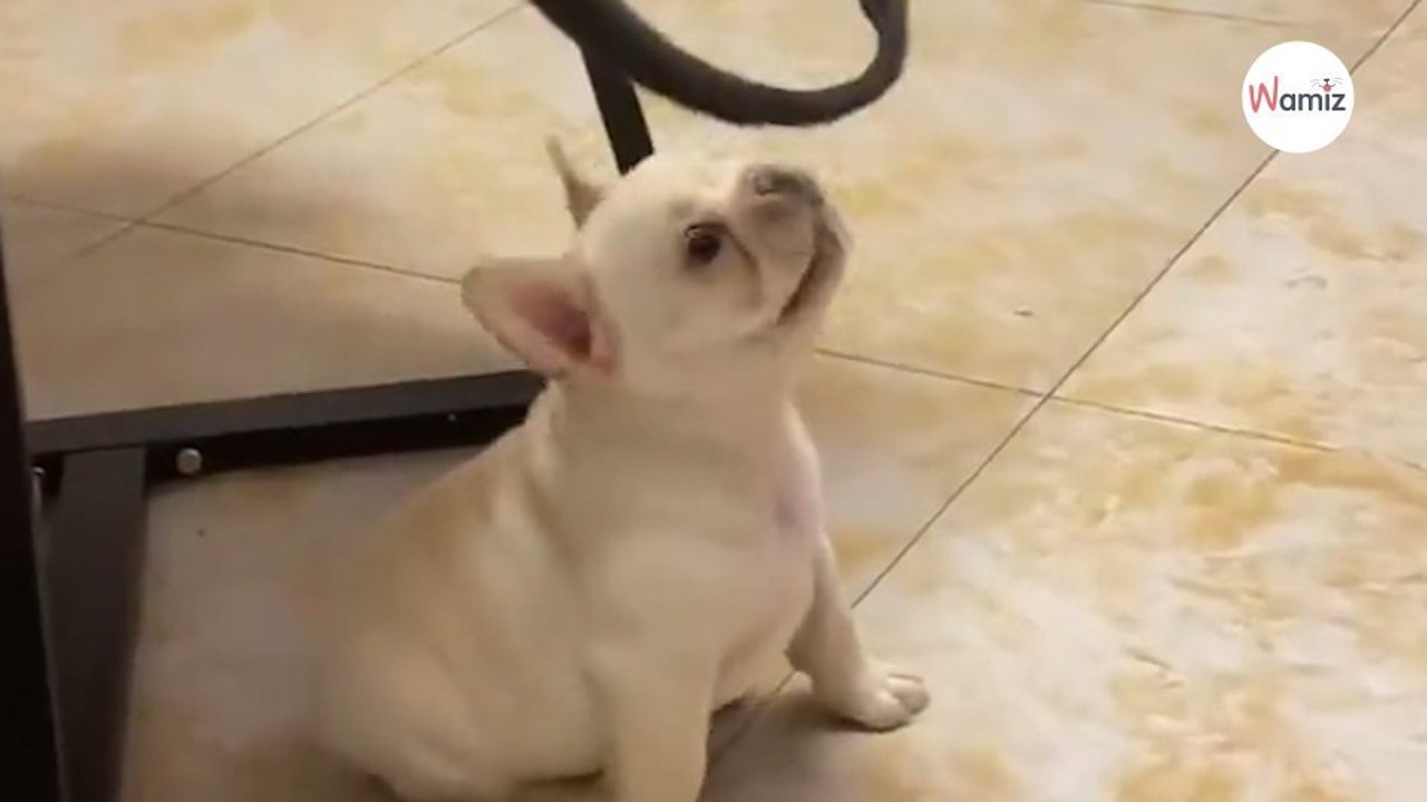 Little Bulldog tries to hunt cat's tail: The result will have you in stitches