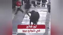 ثور هائج في شوارع بيرو