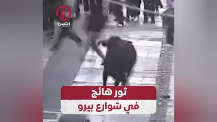 ثور هائج في شوارع بيرو