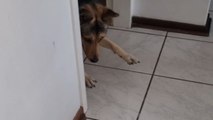 Adorable German Shepherd is fascinated and afraid of the vacuum cleaner *Hilarious Reaction*