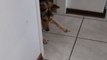 Adorable German Shepherd is fascinated and afraid of the vacuum cleaner *Hilarious Reaction*