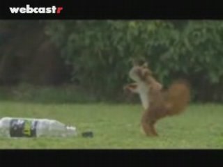 Squirrel Playing Football