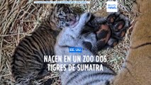 Nacen en un zoológico las dos primeras crias de tigre de Sumatra en siete años