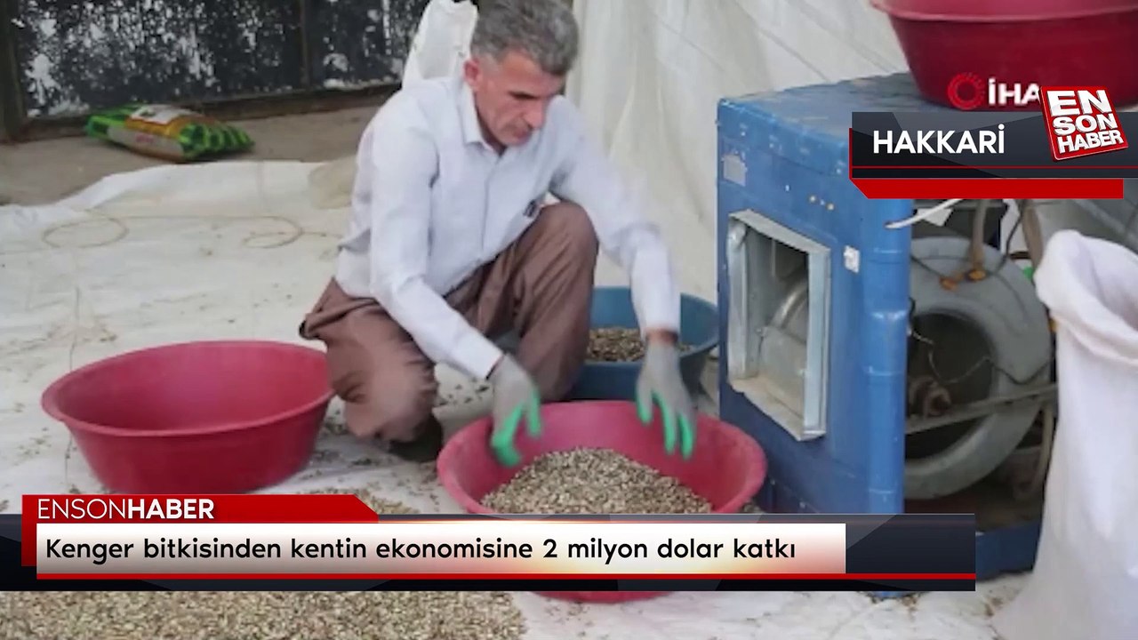 Kenger bitkisinden kentin ekonomisine 2 milyon dolar katkı