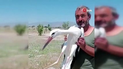 Yaralı leylek koruma altına alındı