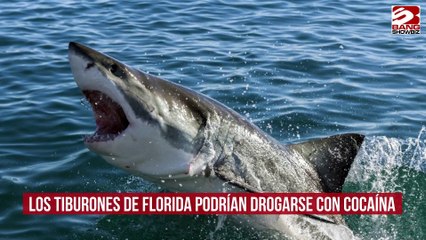 Download Video: Los tiburones de Florida podrían drogarse con cocaína